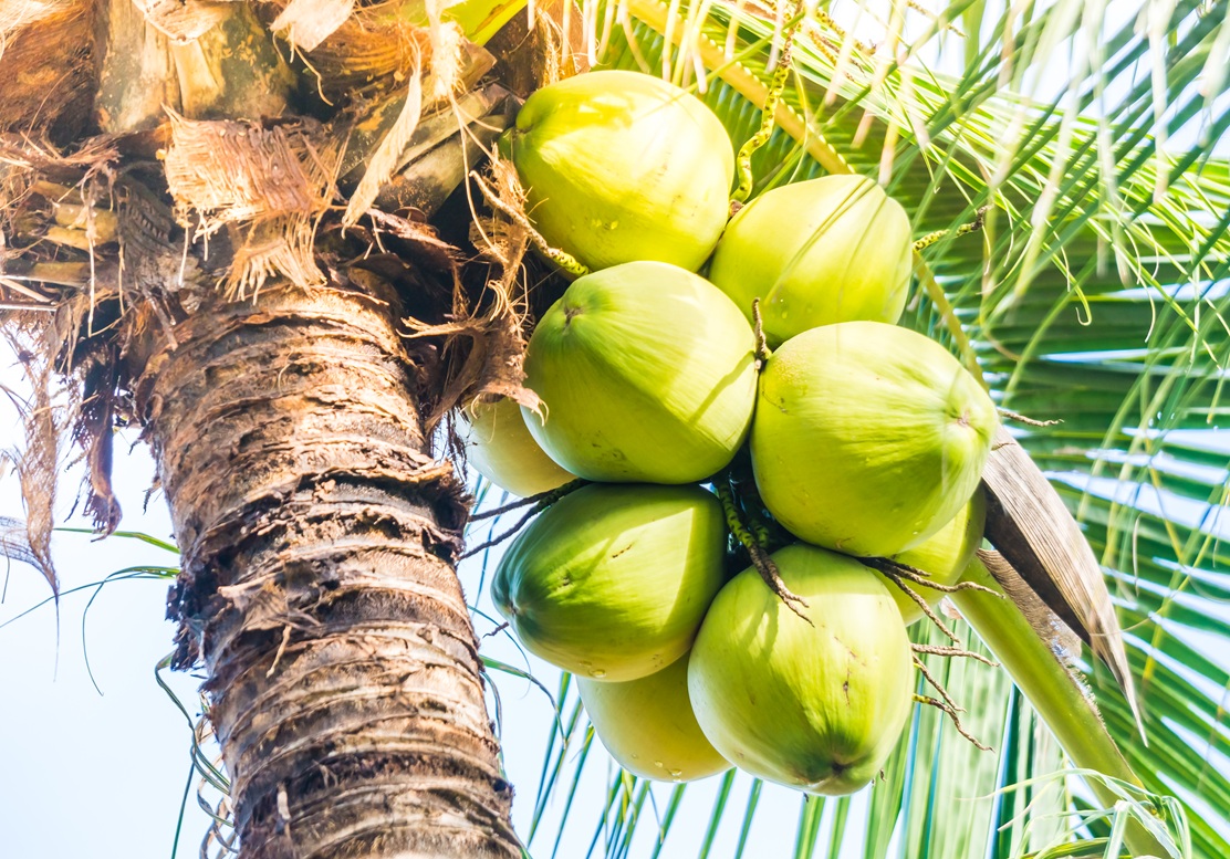 Lire la suite à propos de l’article Coconut Oil for Cooking Skin and Hair One Ingredient With Multiple Everyday Uses
